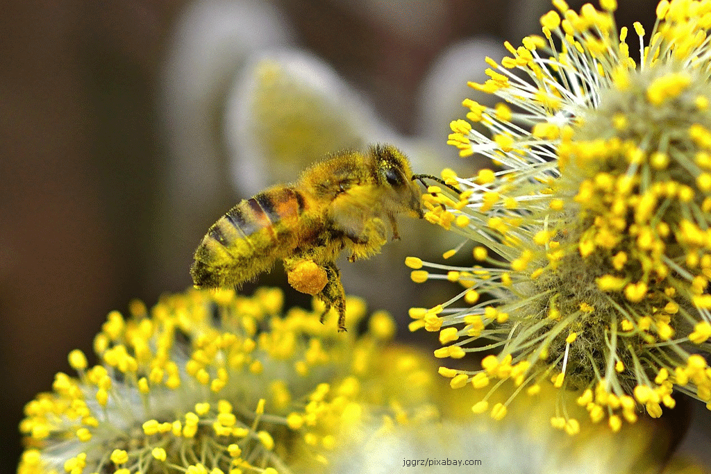 Pollen 1280