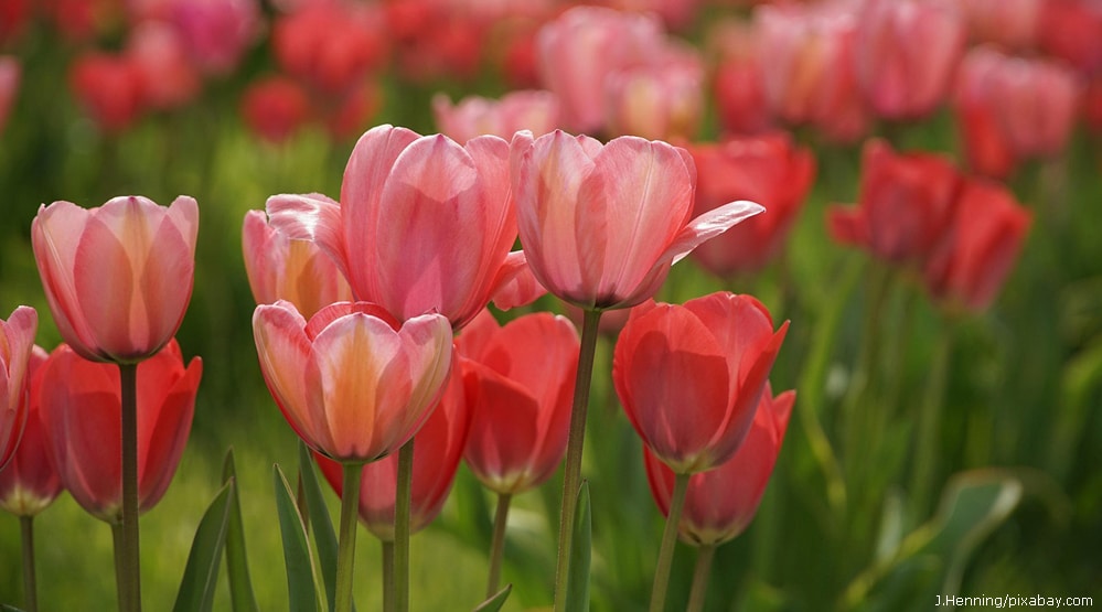 Tulpen 1000